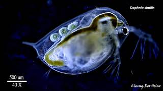 Three Daphnia species [upl. by Llertac]