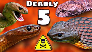 Australia’s DEADLIEST SNAKES And WHAT Their VENOM WILL DO TO YOU [upl. by Weisbart]