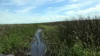 Okeechobee Lake  Birds amp Alligator from Airboat [upl. by Ahteral960]