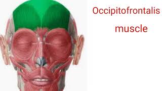 Function of occipitofrontalis muscle [upl. by Ecinehs300]