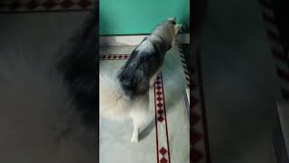 pupieshusky dog huskymix doglover huskydoglovers siberianhusky huskyworldwide pets lovel [upl. by Donovan474]