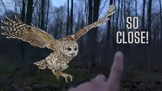 Barred Owls Shock Gobbling Wild Turkeys Incredible Audio [upl. by Paton]