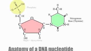 DNA nucleotides and dehydration synthesis [upl. by Danby]