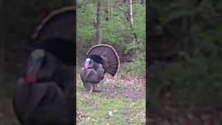 Tom Turkey Showing Off  Make him Viral shorts tom turkey trailcam donateforadream wildlife [upl. by Ethban783]