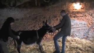 Donkeys behaving not so good and their farrier [upl. by Kruger420]