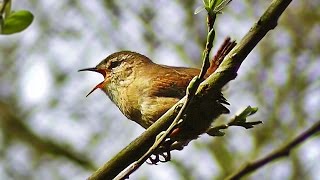 Wren Singing  Tiny Bird with a Giant Voice [upl. by Robbin67]