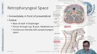 Fascial Spaces in Neck [upl. by Brawley]