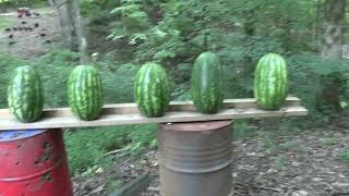 Colt Anaconda 44 Magnum VS Watermelons [upl. by Yorick]