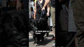 Pourquoi je fais ça avec ce chien agressif  explications [upl. by Forsta]