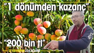 Çok para kazandıran tropikal meyve MANGO Üretim ve Arge süreci [upl. by Gati]