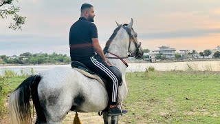 Took the horses out and look who we met in Mirpur  Umzz D  Mirpuriboyz  Mirpur AJK horse riding [upl. by Chlo]