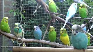 10 minuten parkieten plezier  10 minutes of budgie fun [upl. by Starinsky]