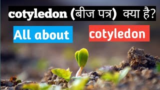 what is cotyledon in hindi all about cotyledon meaning of cotyledon bijpatra kya hota h [upl. by Aldon]