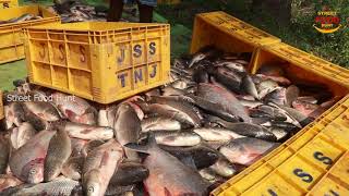 Gandi Fish Harvesting  Roop chand Harvesting Fish Farming  Cat Fish  Street food hunt [upl. by Eilagam56]