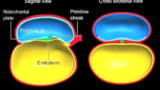 FORMATION OF NOTOCHORD [upl. by Stephen]