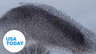 Mesmerizing starling formation move in unison through the sky  USA TODAY [upl. by Elora]