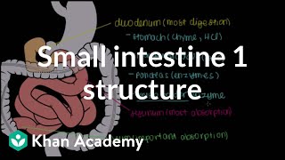 Small intestine 1 Structure  Gastrointestinal system physiology  NCLEXRN  Khan Academy [upl. by Rehtse905]