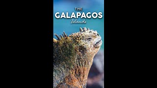 🐢 Wonders of Gaia The Galápagos Islands  A Living Laboratory 🌍 [upl. by Droffilc]