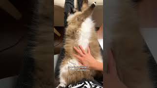 What do cat sleeping positions mean 😻 cats cuteanimals [upl. by Alim]