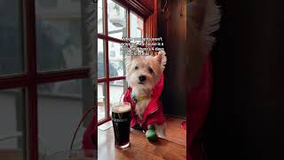 A Westie Dog walks into a bar [upl. by Jolda306]