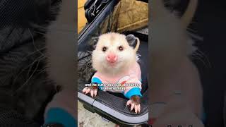 A clingy possum lost by his mum shortvideo animals foryou pets shorts possums [upl. by Nosille]