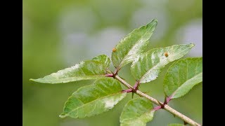 Southern prickly ash [upl. by Aldon]