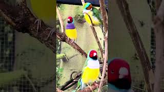 Gouldian finch males aviary birds bird nature [upl. by Welcy]