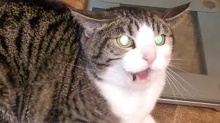 Angry and Aggressive Cats Hissing Compilation  Growling Hissing and Claw  PETASTIC 🐾 [upl. by Jeroma]