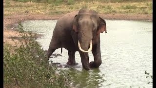 Injured huge tusker [upl. by Flagler971]