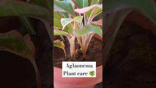 Aglaonema plant care aglaonemaplantcare plants gardening indoorplantsathome indoorplanting [upl. by Tasia126]