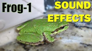 Frog Sound 1  Sound Effects [upl. by Poppas325]