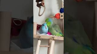 What happened 🦜🤣parrotlets Parrot Birds [upl. by Aubyn]