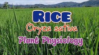 Rice Plant Physiology I Plant Physiology I Sara Ferrater [upl. by Aihsyla370]