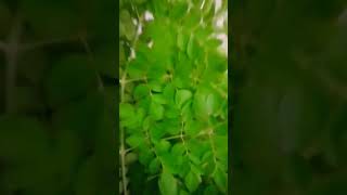 Fresh malunggay leaves asmr satisfying trending shorts analizacalimpitan6552 [upl. by Ahsekahs]