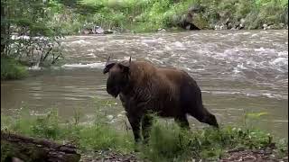 Mishmi Takin in the wild  Arunachal pradesh [upl. by Corry579]