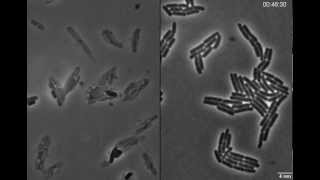 Exploding bacteria with penicillin [upl. by Voccola]