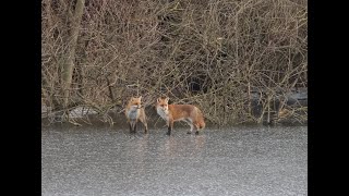 Natur Pur Wintertour Altrhein 2024 [upl. by Cooke169]