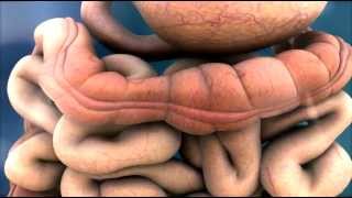 Small Intestine Structure Digestion Absorption [upl. by Refinneg]