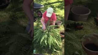 Splitting and transplanting Boston Ferns [upl. by Poole]