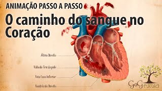 Como ocorre a pequena circulação ou circulação pulmonar [upl. by Zina]