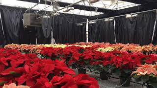 How to make poinsettias change colors [upl. by Daron]