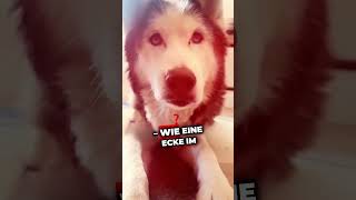 Dieser eine Tag hund tierliebe wissenswert hunde tiere doglover [upl. by Schenck]