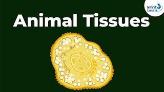 Epithelial  Types of Animal Tissues  Dont Memorise [upl. by Atnim]