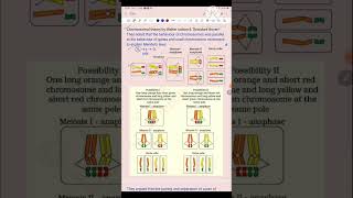 Chromosomal theory of inheritance [upl. by Zuzana188]