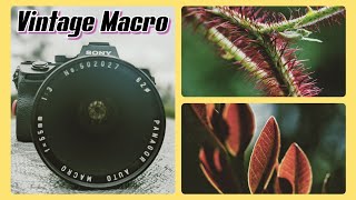 Vintage Macro Under 100  Panagor 55mm f3 [upl. by Ledda577]