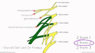 Lumbar Plexus  Structure and Branches  Anatomy Tutorial [upl. by Leroj630]