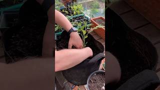 How to transplant tomato seedlings into fabric pots [upl. by Julieta52]