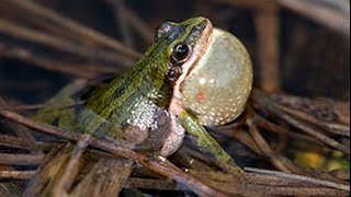 Boreal chorus frogs calling their little hearts out [upl. by Hobey798]