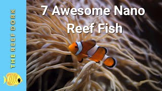 Top 7 Nano Reef Fish [upl. by Senga680]