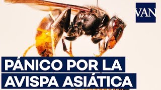 La invasión de la avispa asiática en España [upl. by Mose790]